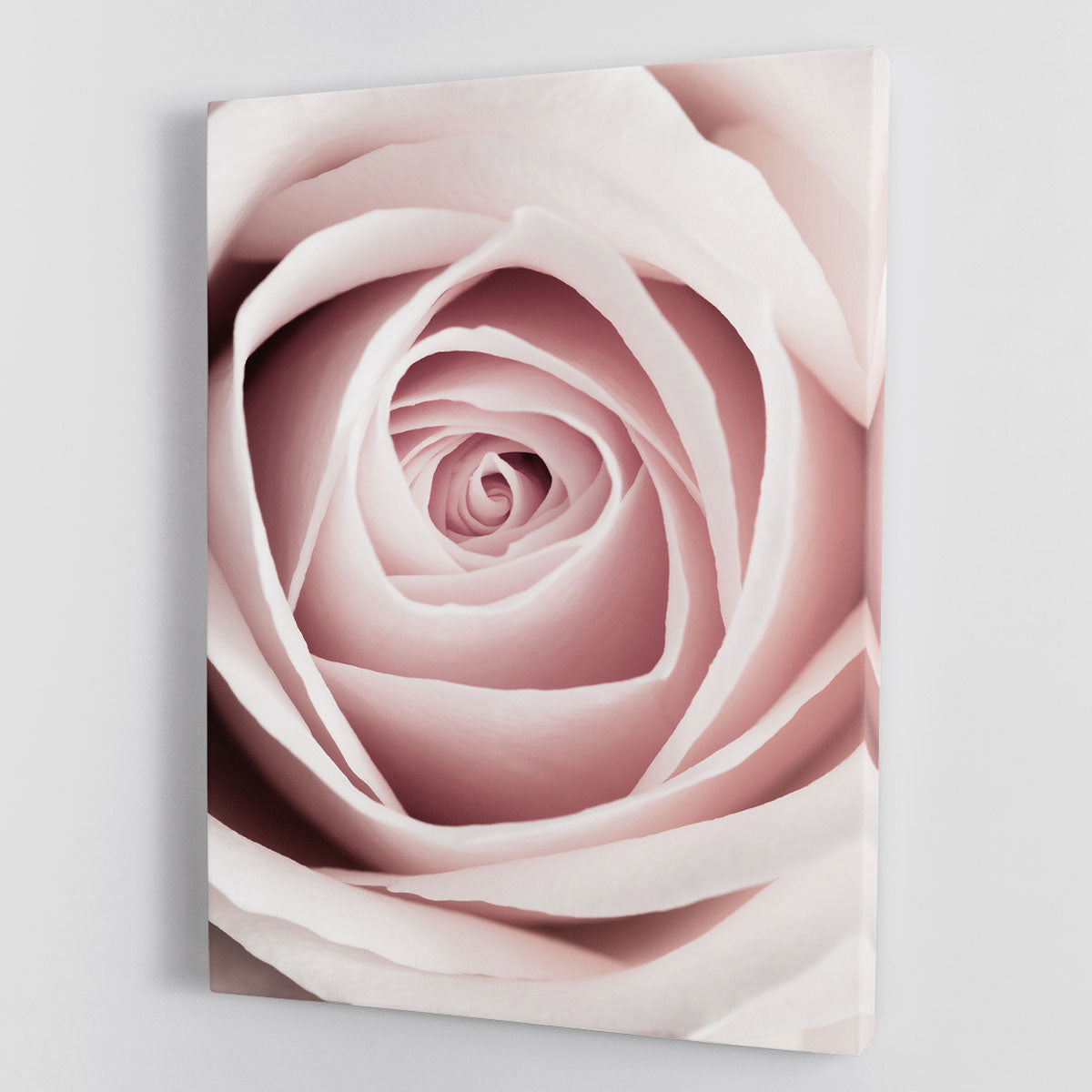 Pink Rose No 1 Canvas Print or Poster