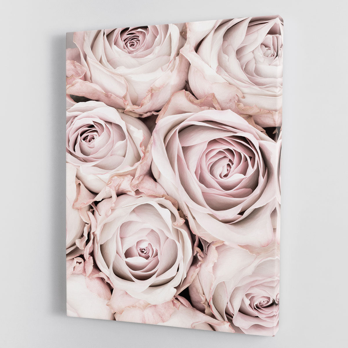 Pink Roses No 01 Canvas Print or Poster