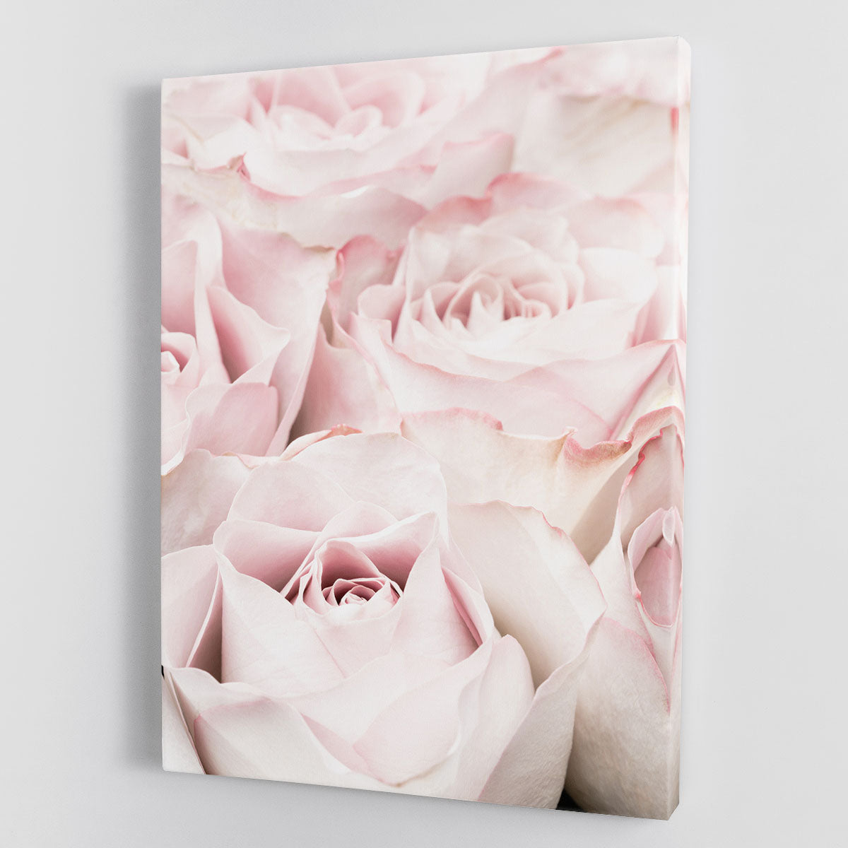 Pink Roses 05 Canvas Print or Poster