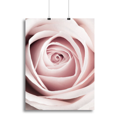 Pink Rose No 1 Canvas Print or Poster
