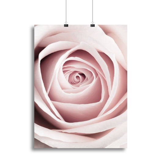 Pink Rose No 1 Canvas Print or Poster