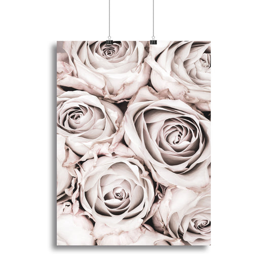Grey Roses No 01 Canvas Print or Poster