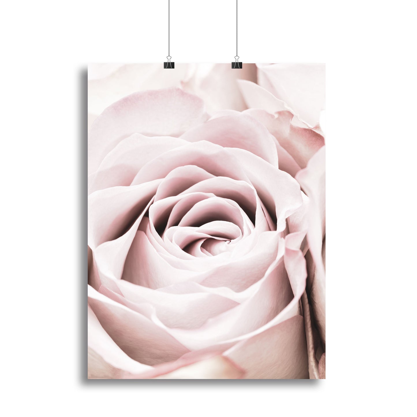 Pink Rose No 06 Canvas Print or Poster