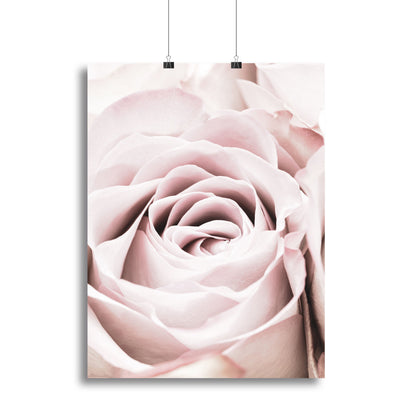 Pink Rose No 06 Canvas Print or Poster