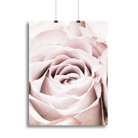 Pink Rose No 06 Canvas Print or Poster