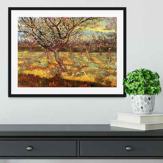 Apricot Trees in Blossom by Van Gogh Framed Print