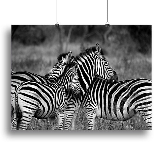 Black and White Zebra Canvas Print or Poster
