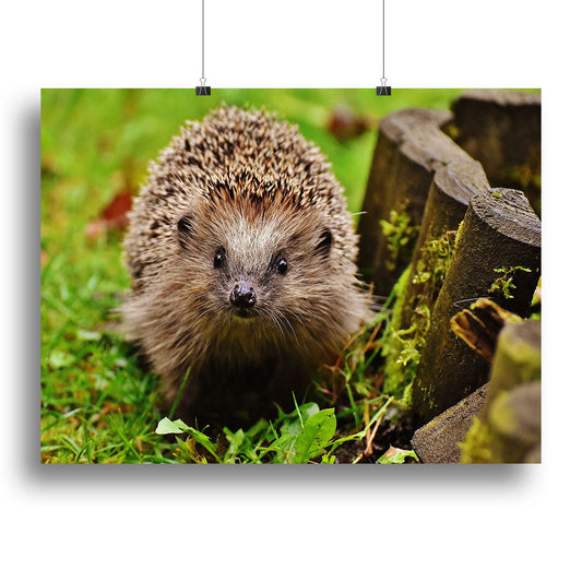 Hedgehog Canvas Print or Poster