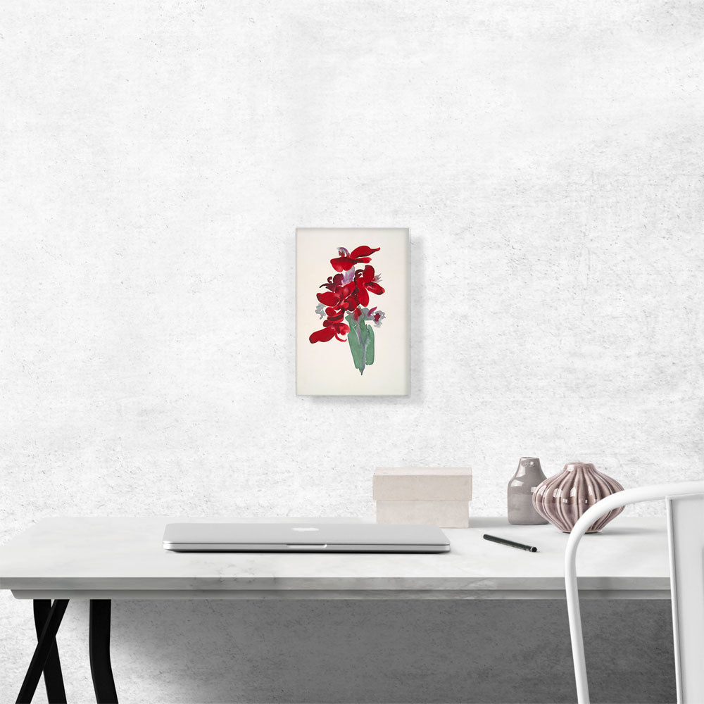 Red Canna 1915