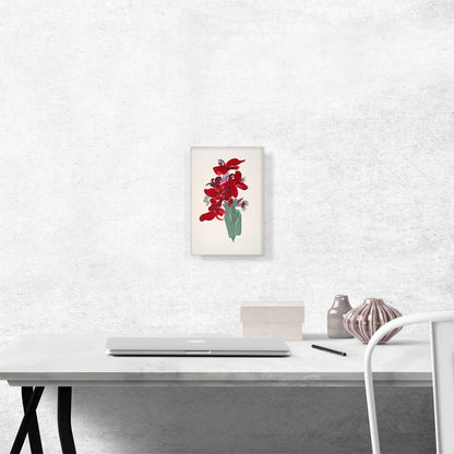 Red Canna 1915